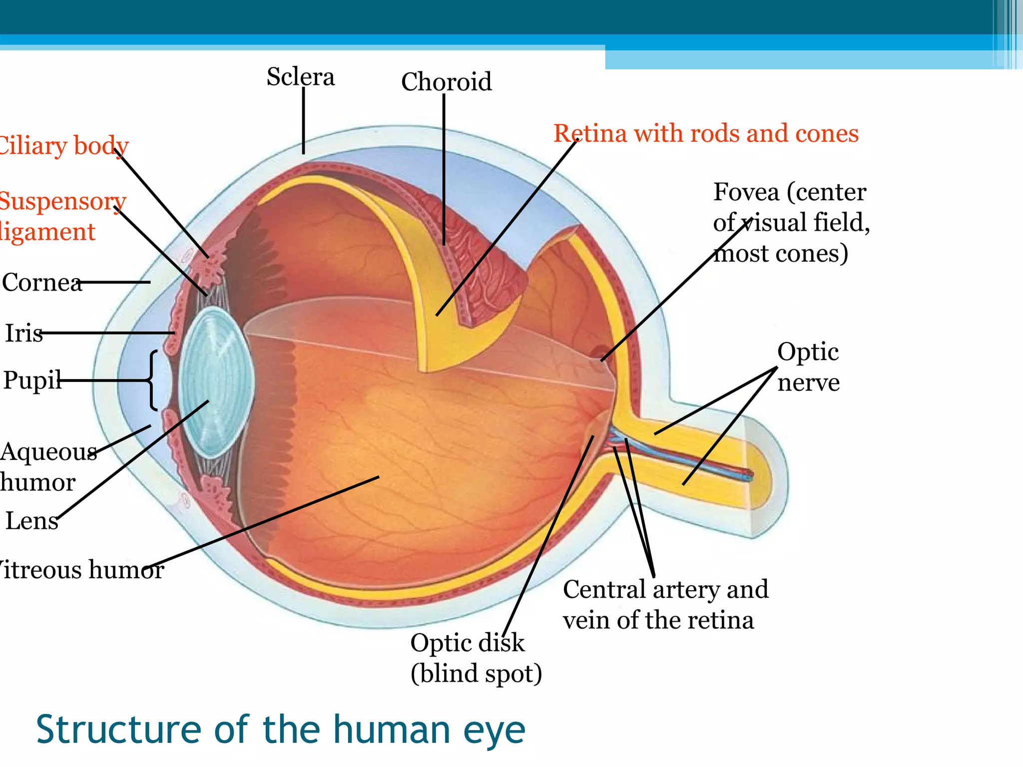 Structure of the human eye Ciliary body Iris Suspensory ligament Cornea Pupil Aqueous humor Lens Vitreous humor Optic disk (blind spot) Central artery and vein of the retina Optic nerve Fovea (center of visual field,  most cones) Retina with rods and cones Choroid Sclera 