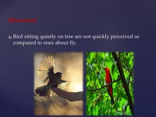 Movement
 Bird sitting quietly on tree are not quickly perceived as
compared to ones about fly.
 