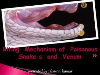 Biting Mechanism of Poisonous
Snake s and Venom
presented by : Gaurav kumar
 