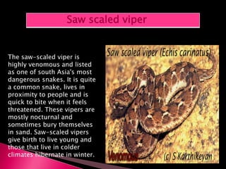 The saw-scaled viper is
highly venomous and listed
as one of south Asia's most
dangerous snakes. It is quite
a common snake, lives in
proximity to people and is
quick to bite when it feels
threatened. These vipers are
mostly nocturnal and
sometimes bury themselves
in sand. Saw-scaled vipers
give birth to live young and
those that live in colder
climates hibernate in winter.
Saw scaled viper
 