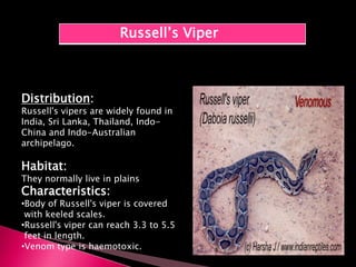 Russell’s Viper
Distribution:
Russell's vipers are widely found in
India, Sri Lanka, Thailand, Indo-
China and Indo-Australian
archipelago.
Habitat:
They normally live in plains
Characteristics:
•Body of Russell's viper is covered
with keeled scales.
•Russell's viper can reach 3.3 to 5.5
feet in length.
•Venom type is haemotoxic.
 