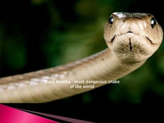 Black Mamba most dangerous snake
of the world
 