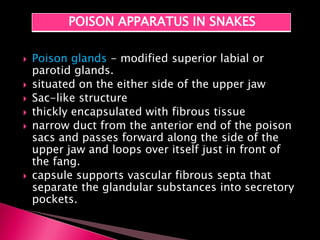  Poison glands - modified superior labial or
parotid glands.
 situated on the either side of the upper jaw
 Sac-like structure
 thickly encapsulated with fibrous tissue
 narrow duct from the anterior end of the poison
sacs and passes forward along the side of the
upper jaw and loops over itself just in front of
the fang.
 capsule supports vascular fibrous septa that
separate the glandular substances into secretory
pockets.
POISON APPARATUS IN SNAKES
 