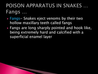  Fangs- Snakes eject venoms by their two
hollow maxillary teeth called fangs
 Fangs are long sharply pointed and hook like,
being extremely hard and calcified with a
superficial enamel layer
 