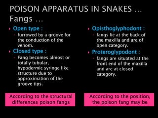 According to the position,
the poison fang may be
According to the structural
differences poison fangs
 Opisthoglyphodont :
◦ fangs lie at the back of
the maxilla and are of
open category.
 Proteroglypodont :
◦ fangs are situated at the
front end of the maxilla
and are at closed
category.
 Open type :
◦ furrowed by a groove for
the conduction of the
venom.
 Closed type :
◦ Fang becomes almost or
totally tubular,
hypodermic syringe like
structure due to
approximation of the
groove tips.
 