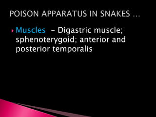  Muscles - Digastric muscle;
sphenoterygoid; anterior and
posterior temporalis
 