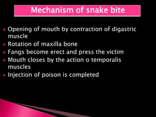  Opening of mouth by contraction of digastric
muscle
 Rotation of maxilla bone
 Fangs become erect and press the victim
 Mouth closes by the action o temporalis
muscles
 Injection of poison is completed
Mechanism of snake bite
 