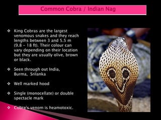  King Cobras are the largest
venomous snakes and they reach
lengths between 3 and 5.5 m
(9.8 - 18 ft). Their colour can
vary depending on their location
but they are usually olive, brown
or black.
 Seen through out India,
Burma, Srilanka
 Well marked hood
 Single (monocellate) or double
spectacle mark
 Cobra’s venom is heamotoxic.
Common Cobra / Indian Nag
 