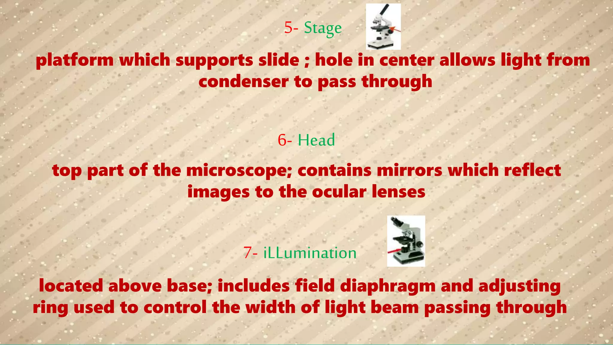 5- Stage
platform which supports slide ; hole in center allows light from
condenser to pass through
6- Head
top part of the microscope; contains mirrors which reflect
images to the ocular lenses
7- iLLumination
located above base; includes field diaphragm and adjusting
ring used to control the width of light beam passing through
 