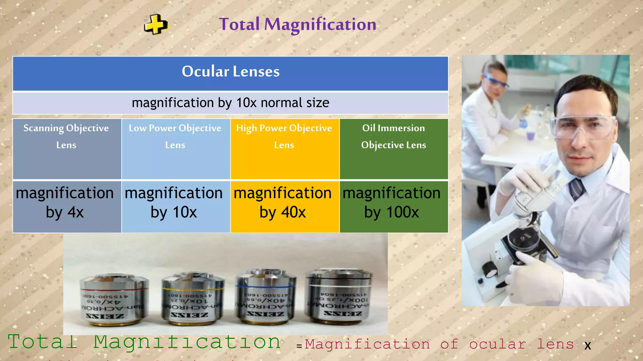 Total Magnification
Oil Immersion
Objective Lens
High PowerObjective
Lens
Low Power Objective
Lens
ScanningObjective
Lens
magnification
by 100x
magnification
by 40x
magnification
by 10x
magnification
by 4x
OcularLenses
magnification by 10x normal size
Total Magnification = Magnification of ocular lens x
 