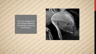 This is an image of an
ant using an electron
microscope (scanning
microscope )
 