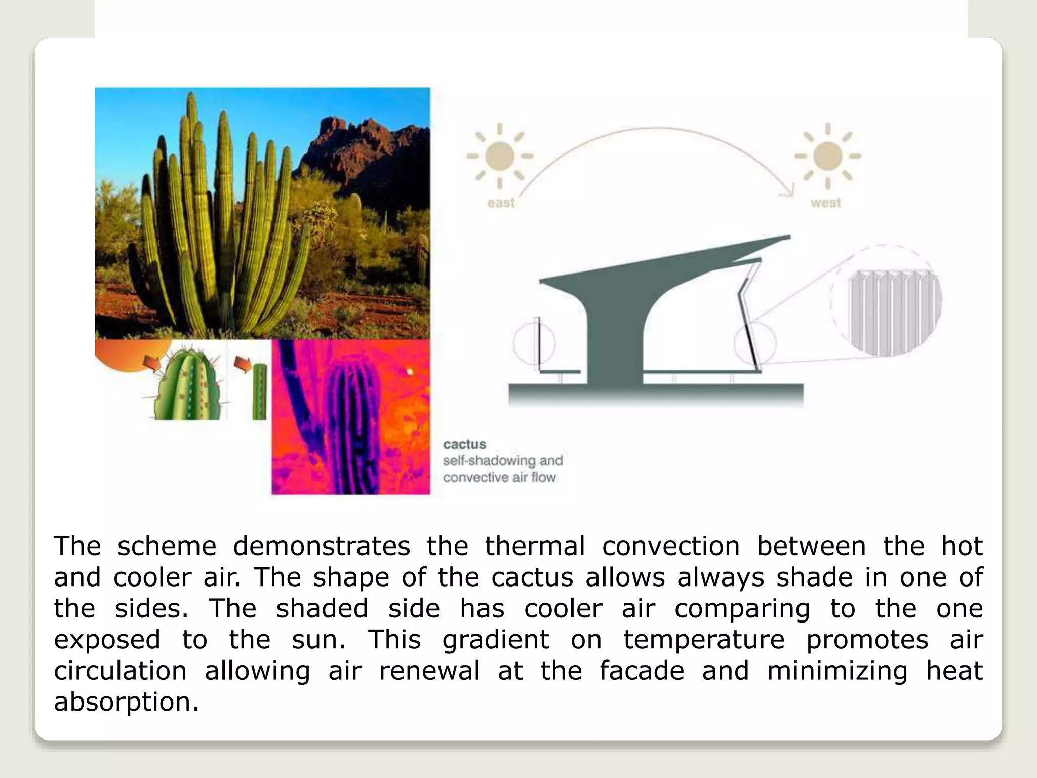 The scheme demonstrates the thermal convection between the hot
and cooler air. The shape of the cactus allows always shade in one of
the sides. The shaded side has cooler air comparing to the one
exposed to the sun. This gradient on temperature promotes air
circulation allowing air renewal at the facade and minimizing heat
absorption.
 