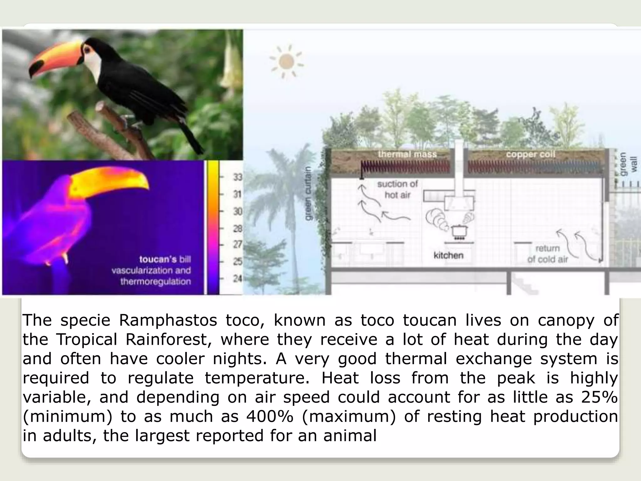 The specie Ramphastos toco, known as toco toucan lives on canopy of
the Tropical Rainforest, where they receive a lot of heat during the day
and often have cooler nights. A very good thermal exchange system is
required to regulate temperature. Heat loss from the peak is highly
variable, and depending on air speed could account for as little as 25%
(minimum) to as much as 400% (maximum) of resting heat production
in adults, the largest reported for an animal
 