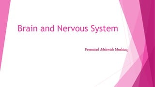 Brain and Nervous System
Presented :Mehwish Mushtaq
 