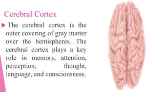 Brain and Nervous System | PPTX