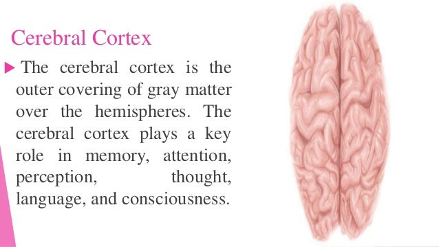 Brain and Nervous System