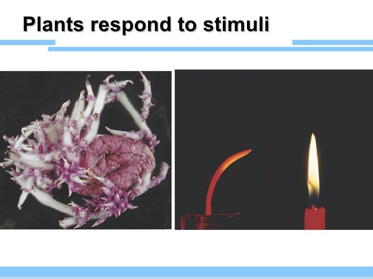 Presentation 18 Plant Hormones