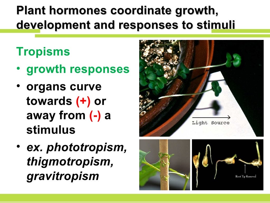 Presentation 18 Plant Hormones