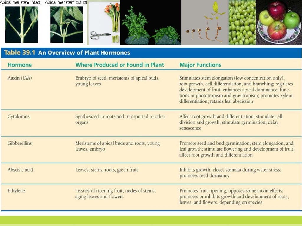 Presentation 18 Plant Hormones