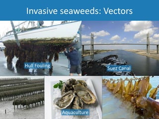 Invasive seaweeds: Vectors
Hull Fouling
Aquaculture
Suez Canal
 