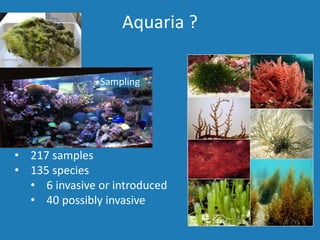 Aquaria ?
Sampling
• 217 samples
• 135 species
• 6 invasive or introduced
• 40 possibly invasive
 