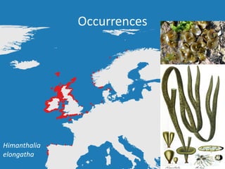 Occurrences
Himanthalia
elongatha
 