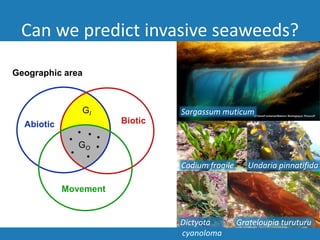 Can we predict invasive seaweeds?
Abiotic
Movement
Biotic
GO
GI
Geographic area
Sargassum muticum
Codium fragile
Dictyota
cyanoloma
Grateloupia turuturu
Undaria pinnatifida
 