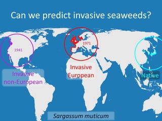 Can we predict invasive seaweeds?
Native
Invasive
EuropeanInvasive
non-European
1971
1941
Sargassum muticum
 