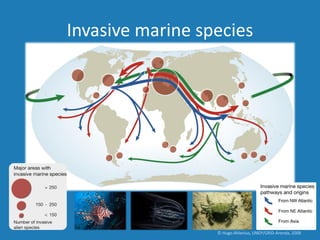 © Hugo Ahlenius, UNEP/GRID-Arenda, 2008
Invasive marine species
 