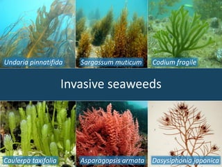 Invasive seaweeds
Undaria pinnatifida Sargassum muticum Codium fragile
Caulerpa taxifolia Asparagopsis armata Dasysiphonia japonica
 