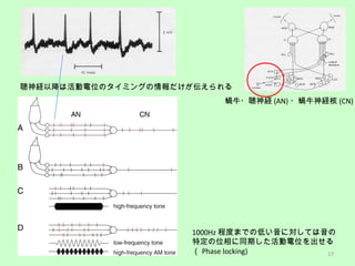 ΁ţ?U (AN) ?΁ţU (CN)
UԽϻλΥߥ󥰤
1000Hz ̶ȤޤǤεͤˌƤ
ضλͬڤλ
 Phase locking) 17
 