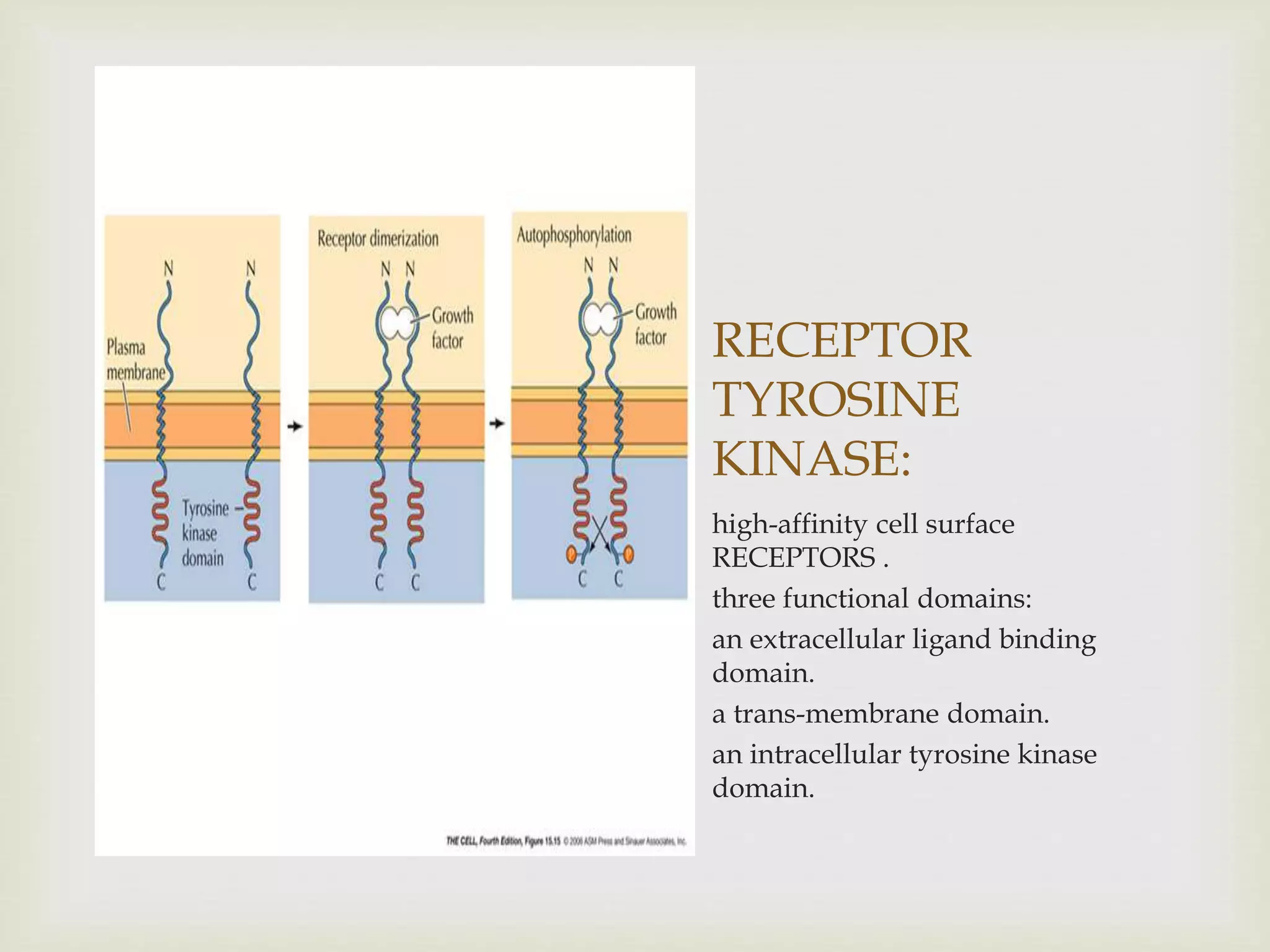 RECEPTOR
TYROSINE
KINASE:
high-affinity cell surface
RECEPTORS .
three functional domains:
an extracellular ligand binding
domain.
a trans-membrane domain.
an intracellular tyrosine kinase
domain.
 