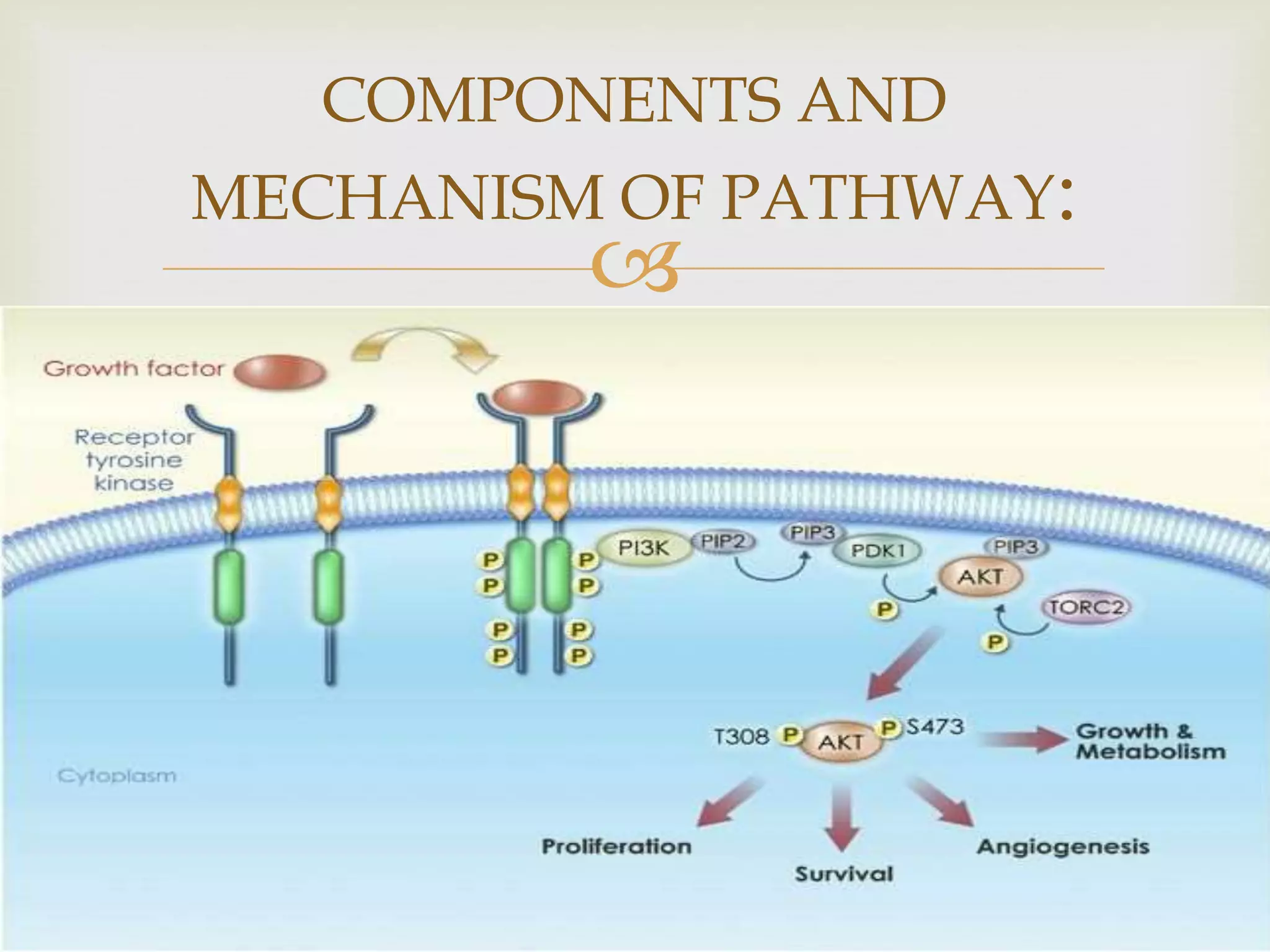 
COMPONENTS AND
MECHANISM OF PATHWAY:
 