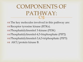 
 The key molecules involved in this pathway are:
 Receptor tyrosine kinase (RTKs).
 Phosphatidylinositol 3-kinase (PI3K)
 Phosphatidylinositol-4,5-bisphosphate (PIP2)
 Phosphatidylinositol-3,4,5-triphosphate (PIP3)
 AKT/protein kinase B.
COMPONENTS OF
PATHWAY:
 