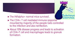  The INFalpha+ normal mice survived .
 The CD4+ T cell mediated immune response
mounted by majority of the people Gets controlled
to the infection and also reinfection.
 About 10% disease progress and leads to activation
of CD4+T cell and macrophages leads to granule
formation.
 