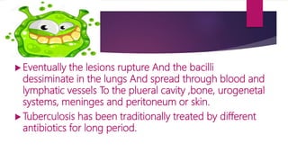  Eventually the lesions rupture And the bacilli
dessiminate in the lungs And spread through blood and
lymphatic vessels To the plueral cavity ,bone, urogenetal
systems, meninges and peritoneum or skin.
 Tuberculosis has been traditionally treated by different
antibiotics for long period.
 