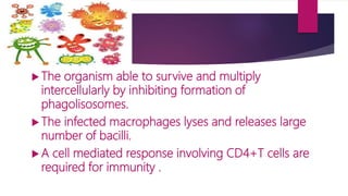  The organism able to survive and multiply
intercellularly by inhibiting formation of
phagolisosomes.
 The infected macrophages lyses and releases large
number of bacilli.
 A cell mediated response involving CD4+T cells are
required for immunity .
 