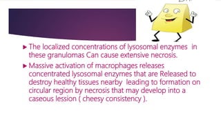  The localized concentrations of lysosomal enzymes in
these granulomas Can cause extensive necrosis.
 Massive activation of macrophages releases
concentrated lysosomal enzymes that are Released to
destroy healthy tissues nearby leading to formation on
circular region by necrosis that may develop into a
caseous lession ( cheesy consistency ).
 