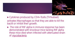  Cytokines produced by CD4+Tcells (TH1subset)
activates Macrophages so that they are able to kill the
bacilli or inhibit their growth.
 The role of INF alpha in immune response has been
demonstrated with knockout mice lacking INF alpha
these mice died when infected with attenuated strain
of mycobacteria.
 