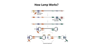 Loop Mediated Isothermal Amplification (LAMP) | PPTX