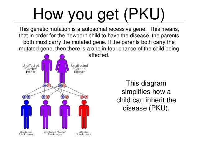 Genetic mutations project
Phenylketonuria Disease