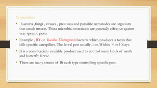 2) microbes-
• bacteria ,fungi , viruses , protozoa and parasitic nematodes are organism
that attack insects. These microbial insecticide are generally effective against
very specific pests.
• Example , BT or Bacillus Thuringiensis bacteria which produces a toxin that
kills specific caterpillars. The larval pest usually d ies Within 4 to 10days.
• It is a commercially available product used to control many kinds of moth
and butterfly larvae.
• There are many strains of Bt each type controlling specific pest.
 