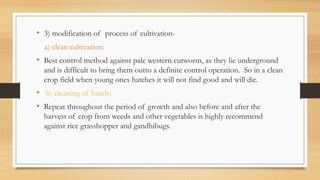 • 3) modification of process of cultivation-
a) clean cultivation:
• Best control method against pale western cutworm, as they lie underground
and is difficult to bring them outto a definite control operation. So in a clean
crop field when young ones hatches it will not find good and will die.
• b) cleaning of bands:
• Repeat throughout the period of growth and also before and after the
harvest of crop from weeds and other vegetables is highly recommend
against rice grasshopper and gandhibugs.
 