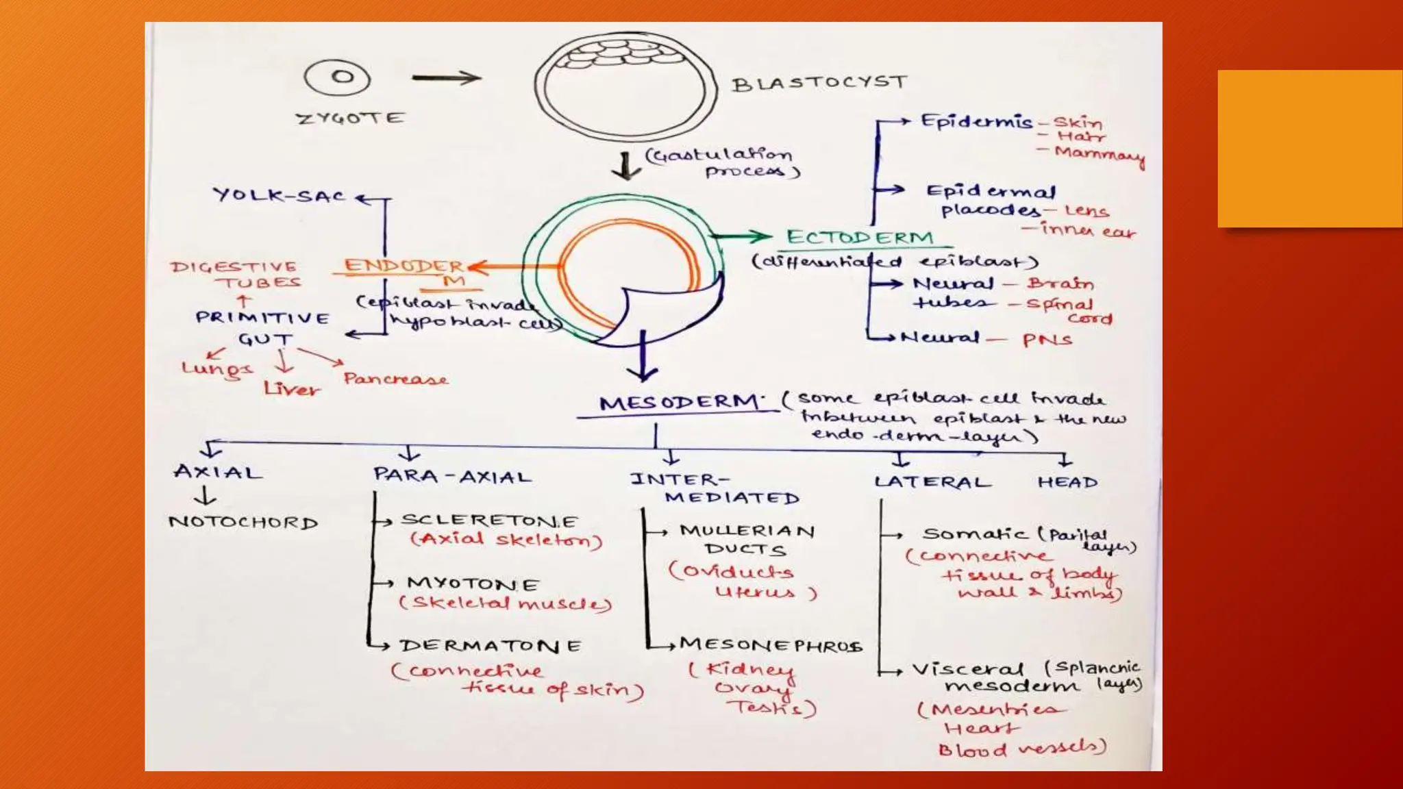 Organogenesis by which actoderm, endoderm and mesoderm developed | PPTX