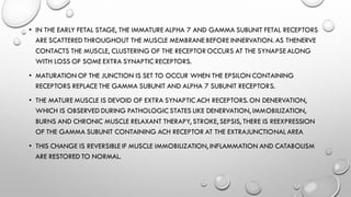 NEUROMUSCULAR JUNCTION by Dr M.KARTHIK EMMANUEL | PDF