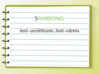 SAMBONG
Anti-urolithiasis; Anti-edema
 