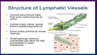 lymphatic system