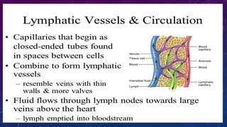lymphatic system
