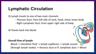 lymphatic system