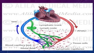lymphatic system